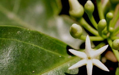 Муира пуама (Ptychopetalum olacoides) Муира пуама (Ptychopetalum olacoides)